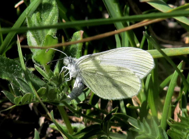 Leptidea sinapis - mustárlepke