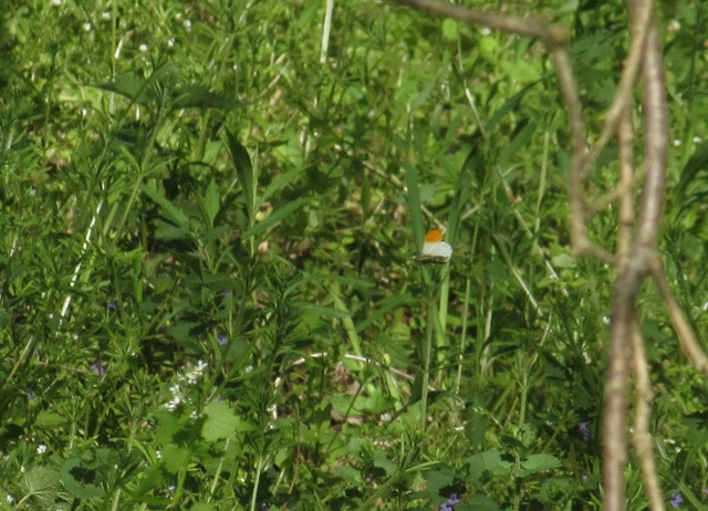 Anthocharis cardamines - hajnalpírlepke