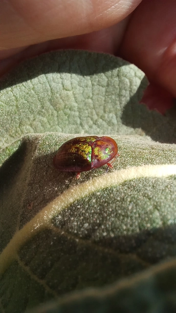 Cassida canaliculata - karimás pajzsbogár Cassida canaliculata - karimás pajzsbogár