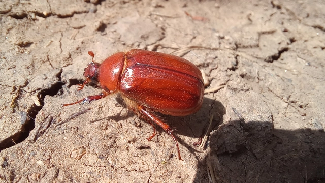 Holochelus aequinoctialis - tavaszeleji cserebogár