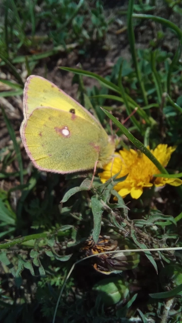 Colias erate - csángó-kéneslepke