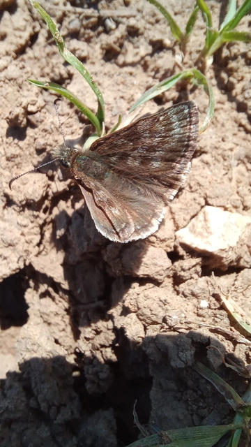 Erynnis tages - cigánylepke