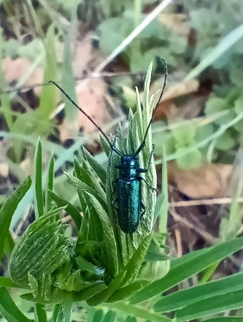 Agapanthia violacea - kék somkórócincér
