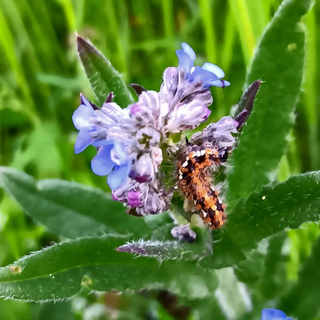 Euplagia quadripunctaria - csíkos medvelepke
