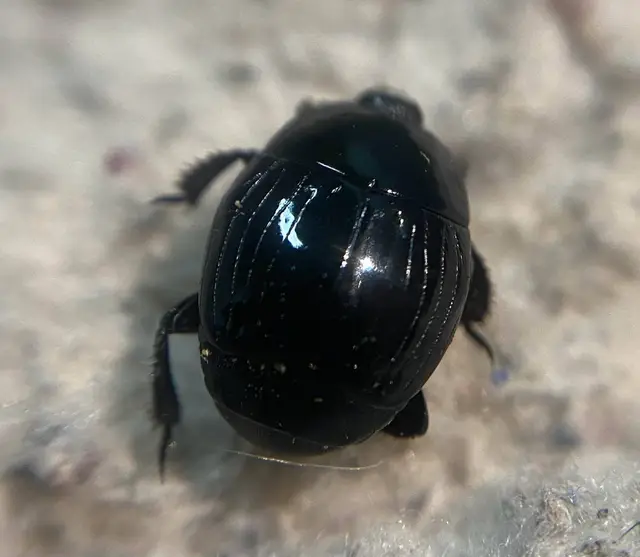 Margarinotus brunneus Margarinotus brunneus