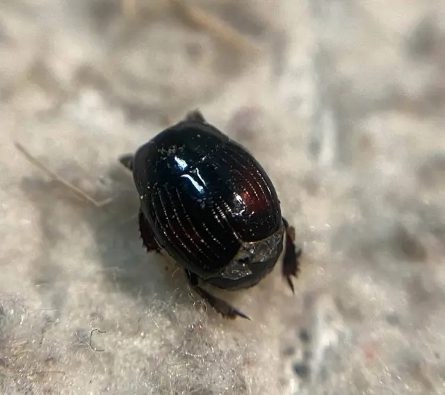 Margarinotus purpurascens - vöröslő sutabogár Margarinotus purpurascens - vöröslő sutabogár