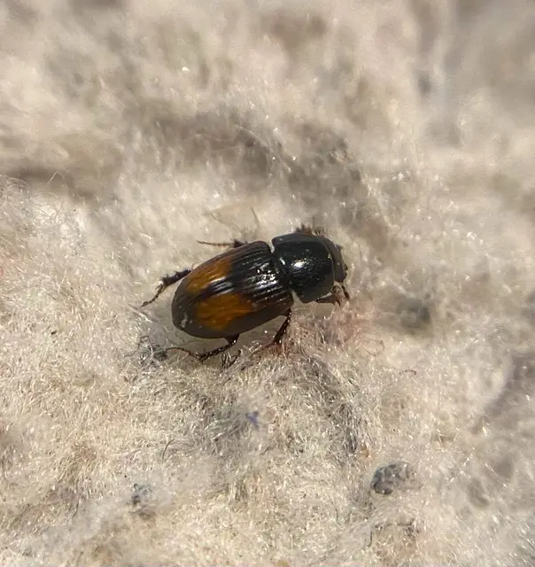 Phalacronothus biguttatus - kétfoltos trágyabogár