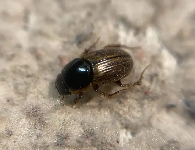 Aphodius prodromus - sárgalábú trágyabogár