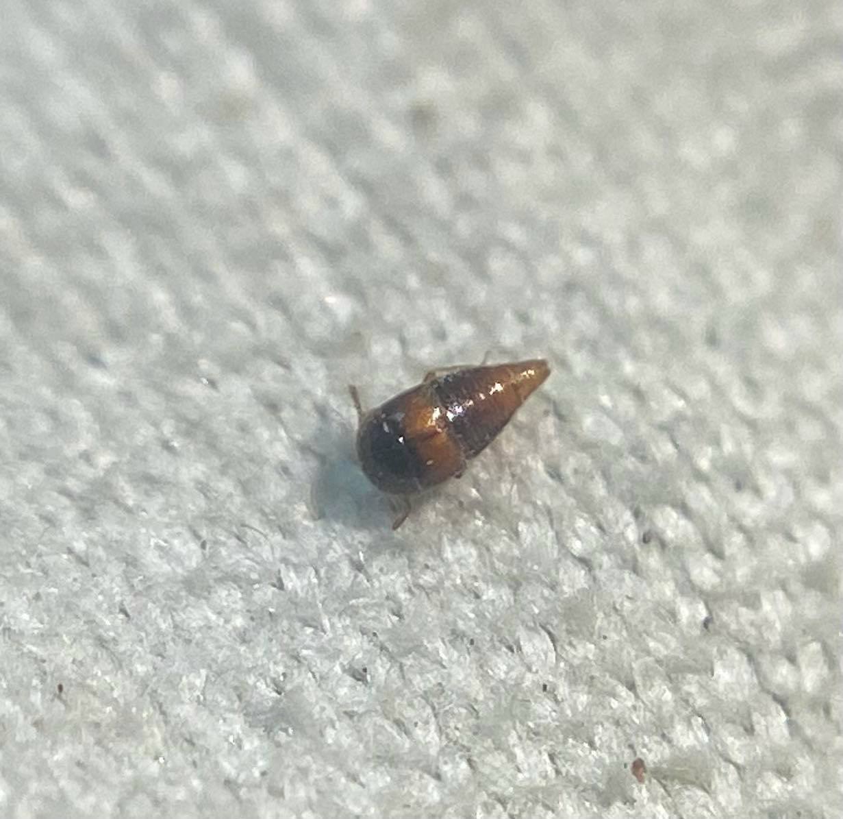 Cypha discoidea - nádi gömböcholyva