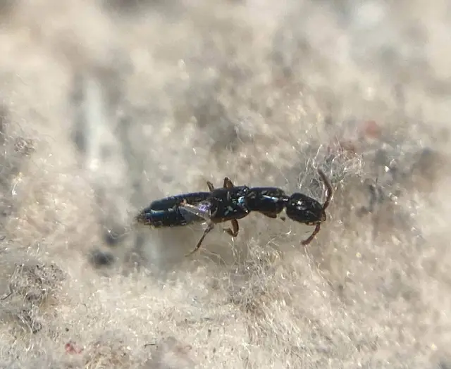 Leptacinus pusillus - szurkos rovátkoltholyva Leptacinus pusillus - szurkos rovátkoltholyva
