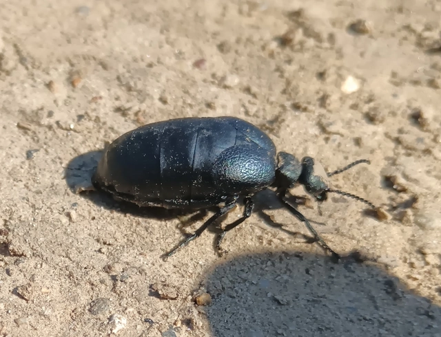 Meloe scabriusculus - érdes nünüke