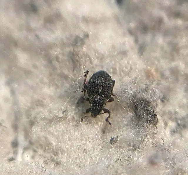 Neophytobius muricatus - tüskéshátú keserűfű-ormányos