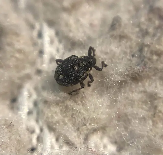 Neophytobius muricatus - tüskéshátú keserűfű-ormányos