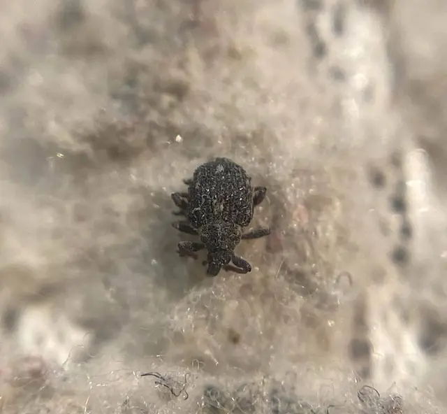 Neophytobius muricatus - tüskéshátú keserűfű-ormányos