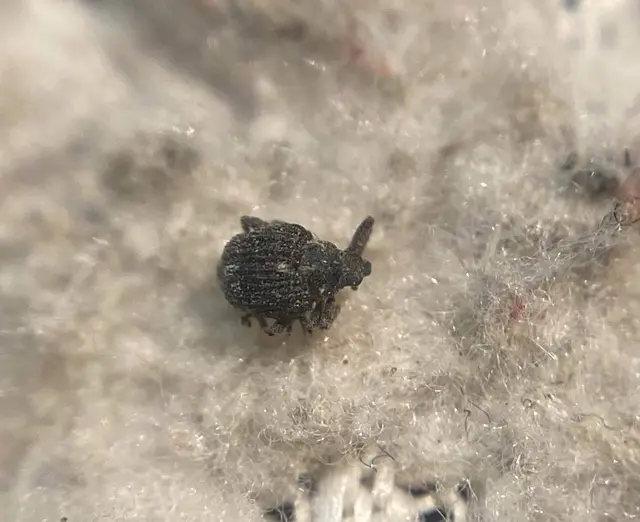 Neophytobius muricatus - tüskéshátú keserűfű-ormányos