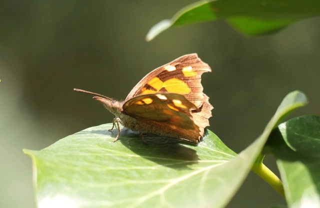 Libythea celtis - csőröslepke