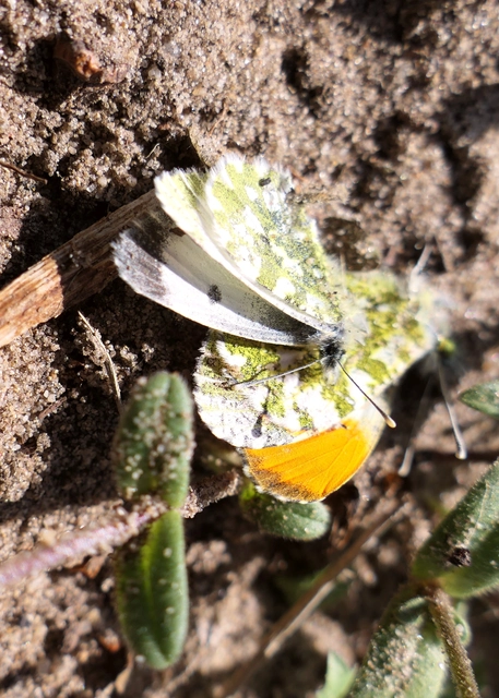 Anthocharis cardamines - hajnalpírlepke