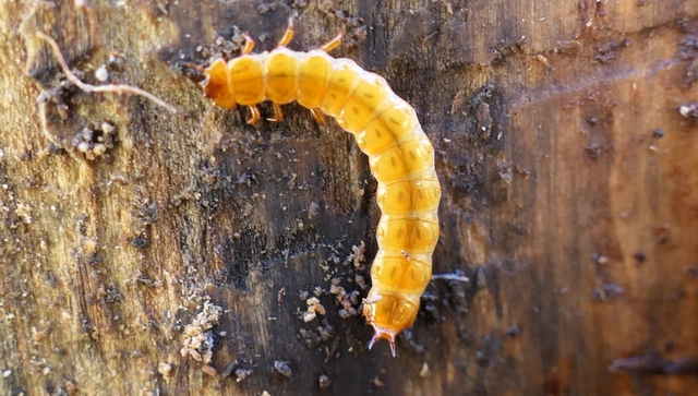 Cucujus cinnaberinus - skarlátbogár