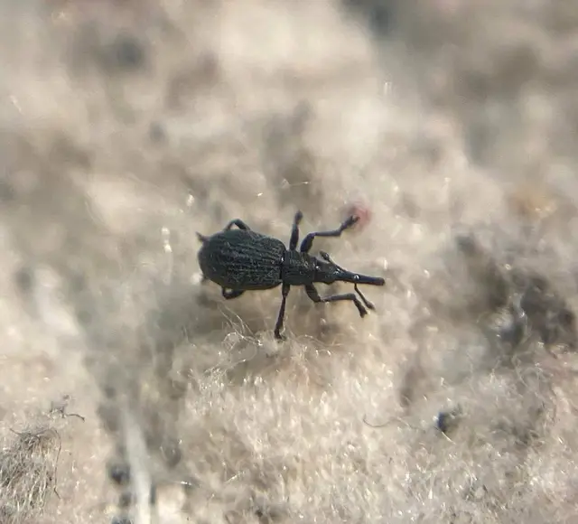 Ischnopterapion loti - szarvaskerep-cickányormányos