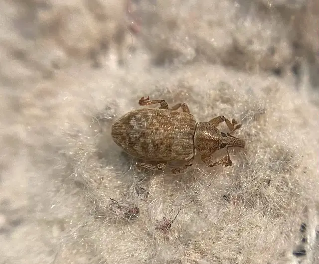 Dorytomus puberulus - feketenyár-hangormányos
