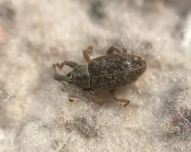 Dorytomus puberulus - feketenyár-hangormányos
