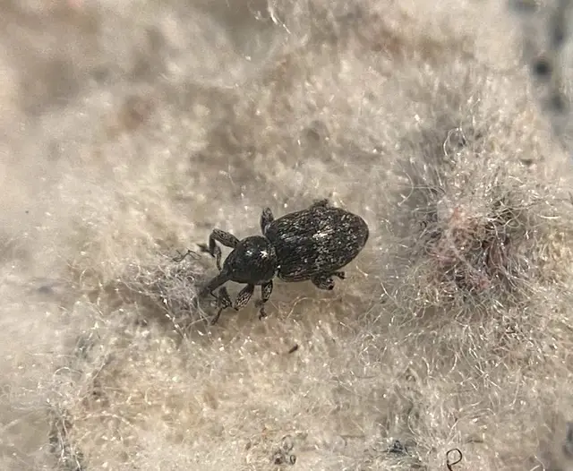 Smicronyx coecus - egykarmú arankaormányos