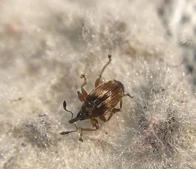 Dieckmanniellus nitidulus - fogascombú füzényormányos