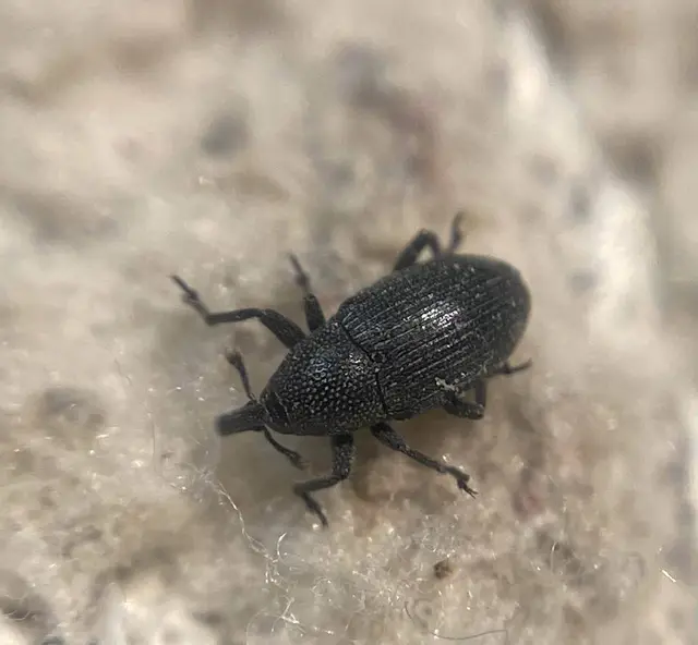 Baris artemisiae - feketeüröm báris