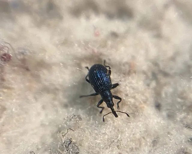 Ischnopterapion virens - lóheregyökér-cickányormányos