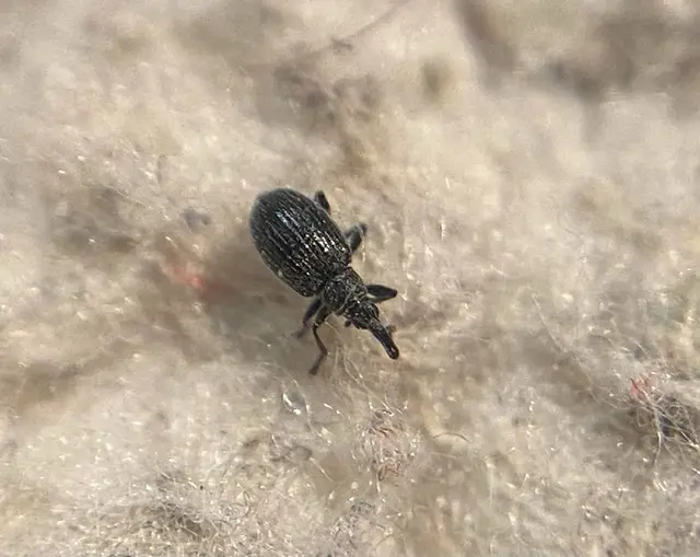 Catapion pubescens - széles cickányormányos Catapion pubescens - széles cickányormányos