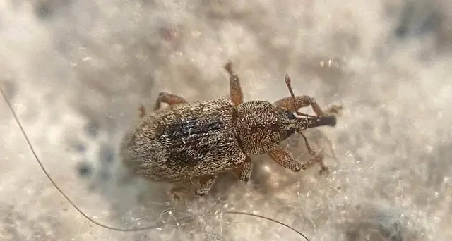 Dorytomus melanophthalmus - sárgaorrú hangormányos