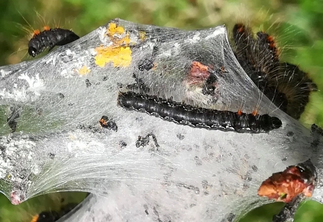 Eriogaster catax - sárga gyapjasszövő