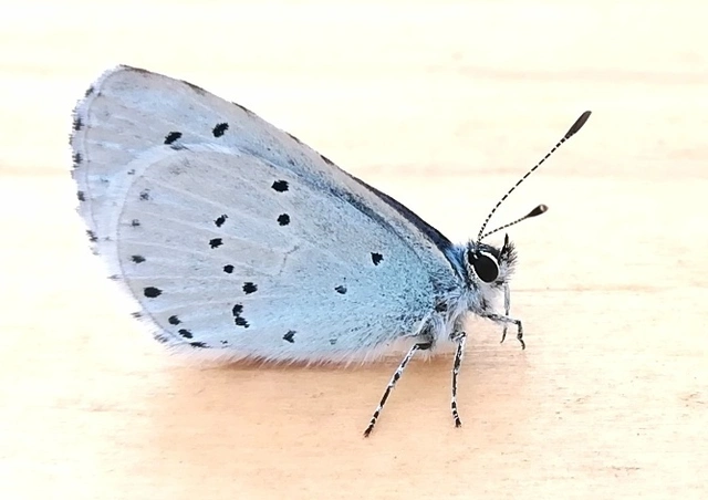Celastrina argiolus - bengeboglárka