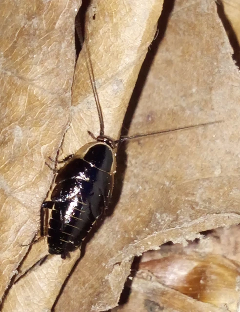 Blattodea - Csótányok