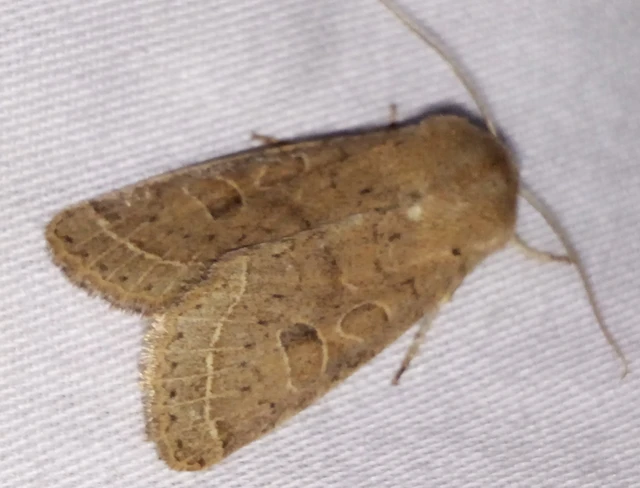 Orthosia cerasi - közepes barkabagoly