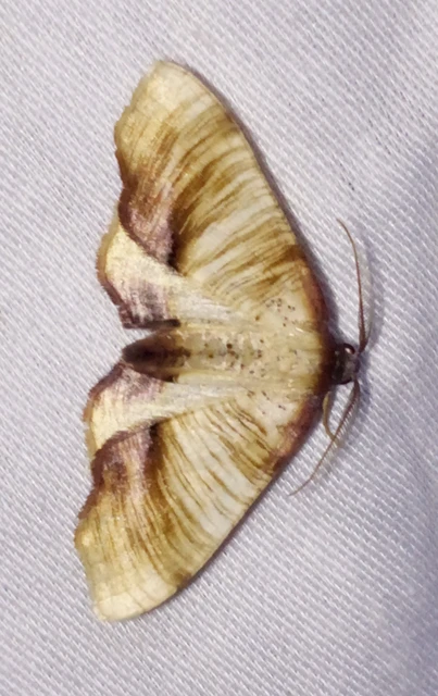 Plagodis dolabraria - baltaszárnyú araszoló