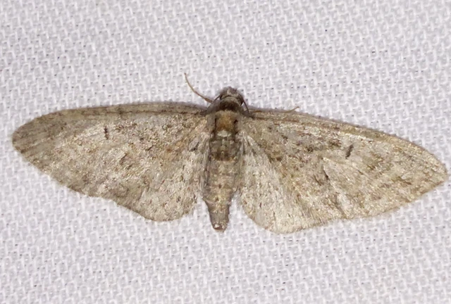 Eupithecia abbreviata - korai törpearaszoló