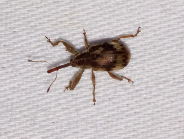 Anthonomus rectirostris - meggymaglikasztó Anthonomus rectirostris - meggymaglikasztó