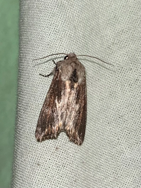Egira conspicillaris - változékony szürkebagoly