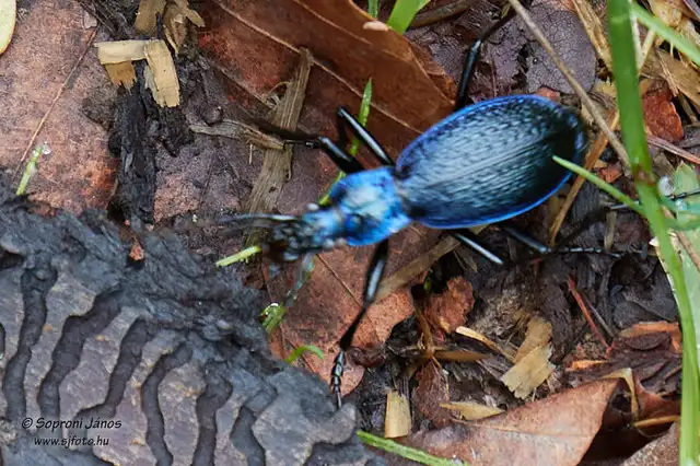Carabus intricatus - kék laposfutrinka