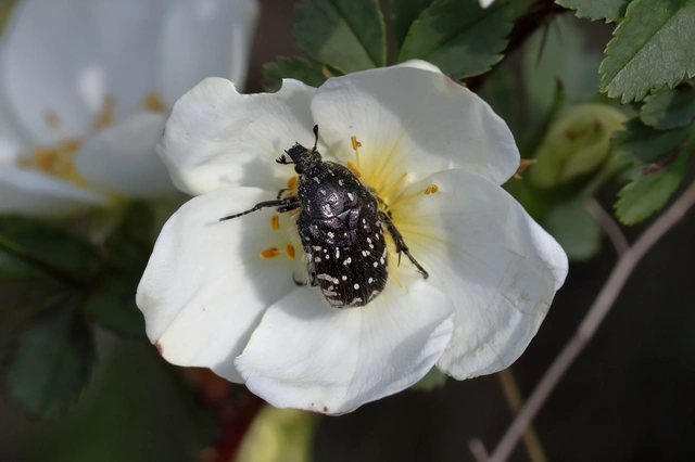Oxythyrea funesta - sokpettyes virágbogár