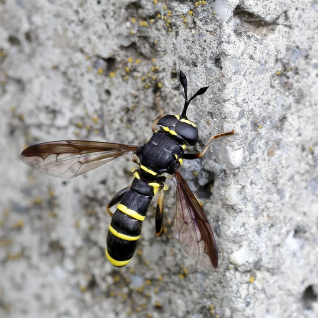 Ceriana