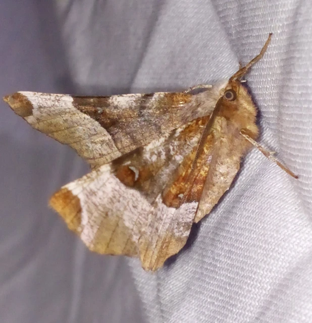 Selenia tetralunaria - négyfoltos holdasaraszoló