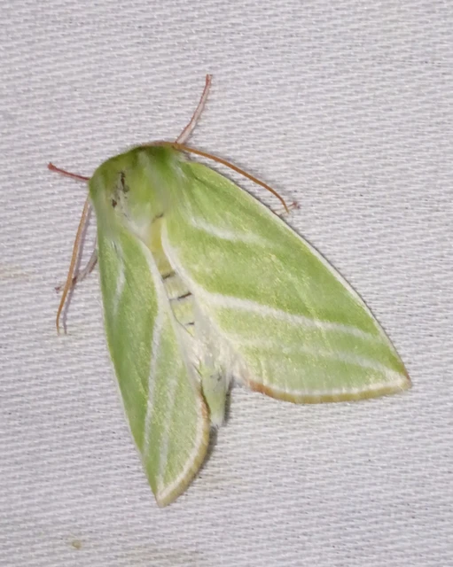Pseudoips prasinana - bükkfa-zöldbagoly
