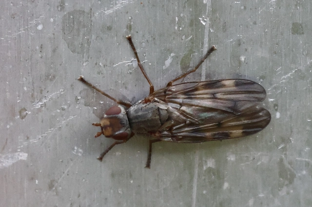 Otitinae