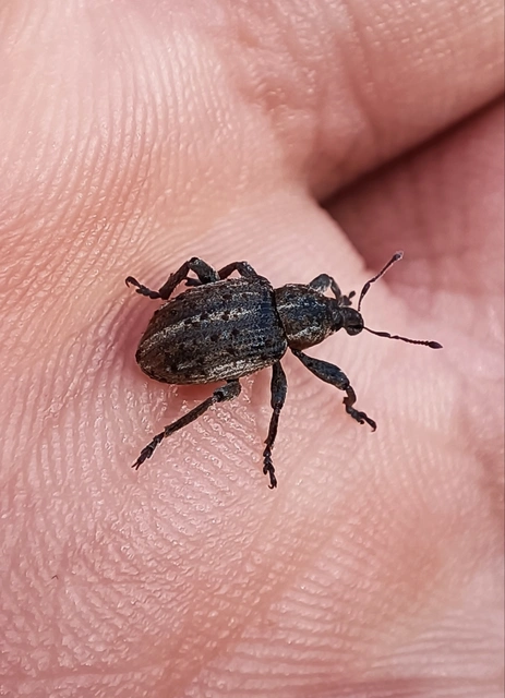 Brachypera zoilus - lucerna-gubósormányos