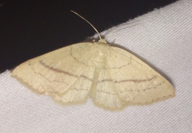 Cyclophora linearia - vonalas pettyesaraszoló