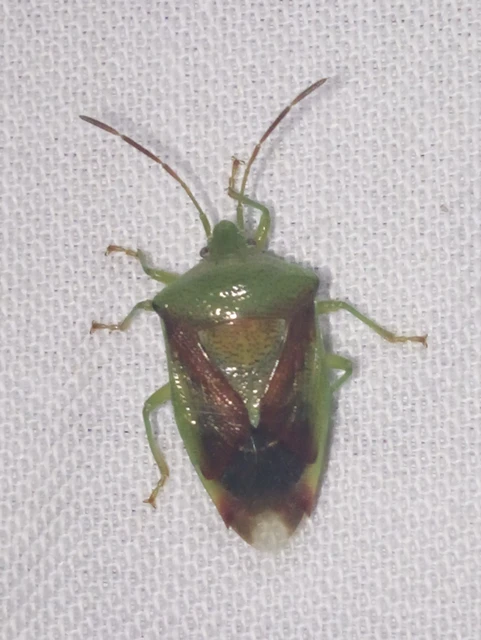 Elasmostethus Elasmostethus
