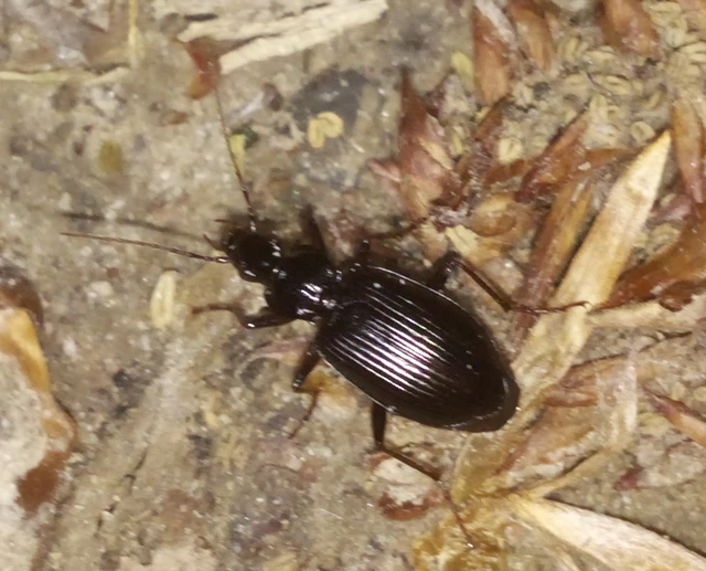 Limodromus assimilis - vöröslábú kisfutó