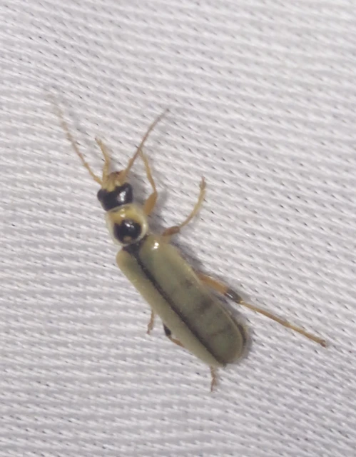 Metacantharis clypeata - tavaszi lágybogár